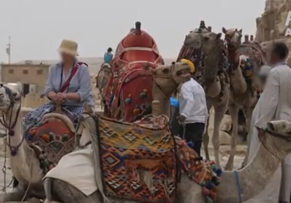 埃及旅遊黑幕：金字塔馬匹遭榨乾後，直接被丟垃圾場！